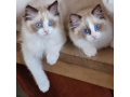 male-and-female-ragdolls-kittens-for-adoption-small-1