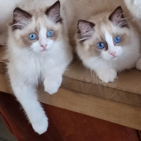 male-and-female-ragdolls-kittens-for-adoption-big-1