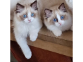 male-and-female-ragdolls-kittens-for-adoption-small-0