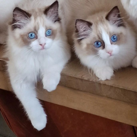 male-and-female-ragdolls-kittens-for-adoption-big-0