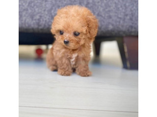 Well trained male and female Poodle puppies pure breed