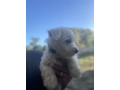 west-highland-terrier-puppys-small-4