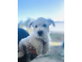 west-highland-terrier-puppys-small-2