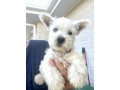 west-highland-terrier-puppys-small-1