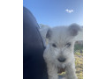 west-highland-terrier-puppys-small-5