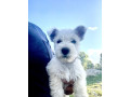 west-highland-terrier-small-0