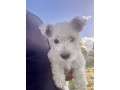 west-highland-terrier-small-2