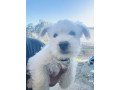 west-highland-terrier-small-5