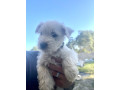 west-highland-terrier-small-3
