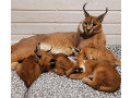 serval-savannah-and-caracal-kittens-available-small-0