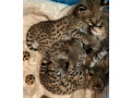 serval-savannah-and-caracal-kittens-available-small-3