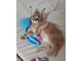 serval-savannah-and-caracal-kittens-available-small-2
