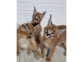 serval-savannah-and-caracal-kittens-available-small-1