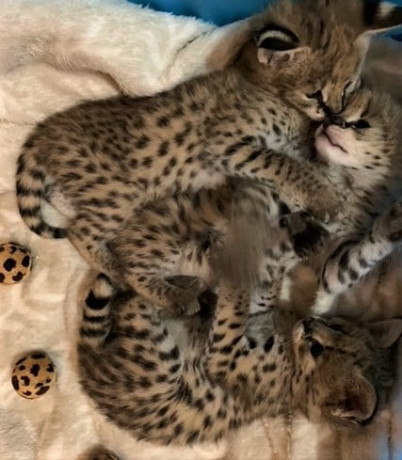 serval-savannah-and-caracal-kittens-available-big-3