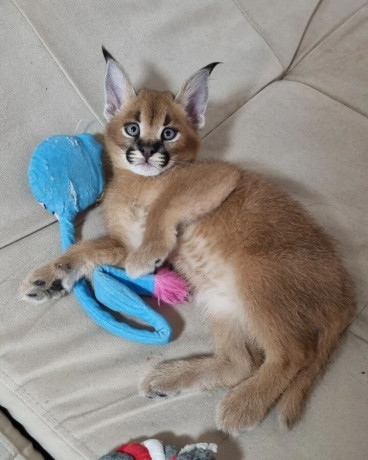 serval-savannah-and-caracal-kittens-available-big-2