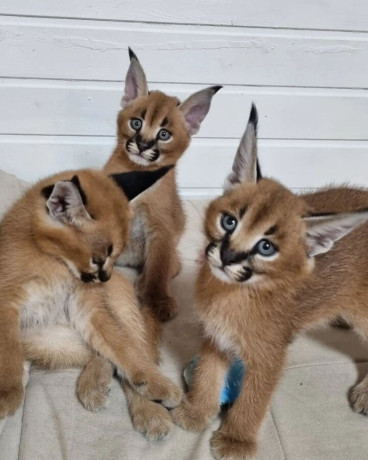 serval-savannah-and-caracal-kittens-available-big-1