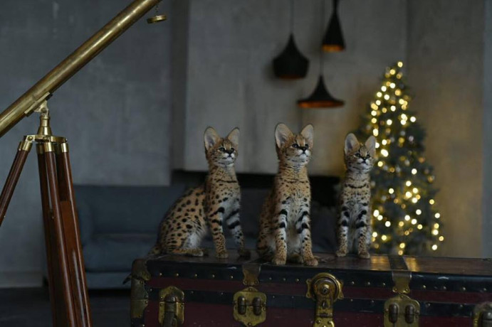 serval-savannah-and-caracal-kittens-available-big-4