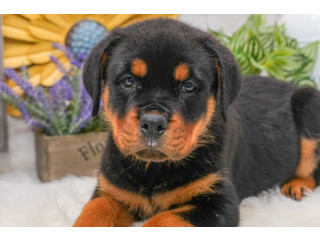 Registered Rottweiler Puppies for sale