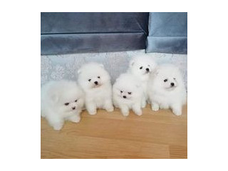 We Have Purebred Pomeranian Puppies ready