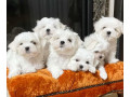 white-maltese-puppies-ready-small-1