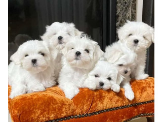 White Maltese Puppies ready
