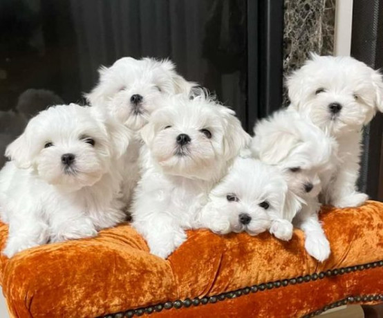 white-maltese-puppies-ready-big-1
