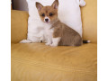pembroke-welsh-corgi-puppies-for-sale-small-2