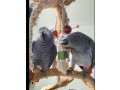 a-stunning-congo-african-grey-for-sale-small-0