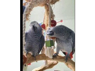 A stunning Congo African Grey for sale.