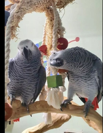 a-stunning-congo-african-grey-for-sale-big-0