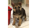 german-shepherd-puppies-8-12-weeks-old-small-0