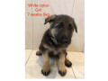 german-shepherd-puppies-8-12-weeks-old-small-3