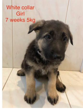 german-shepherd-puppies-8-12-weeks-old-big-3