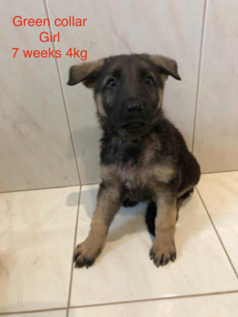 german-shepherd-puppies-8-12-weeks-old-big-4