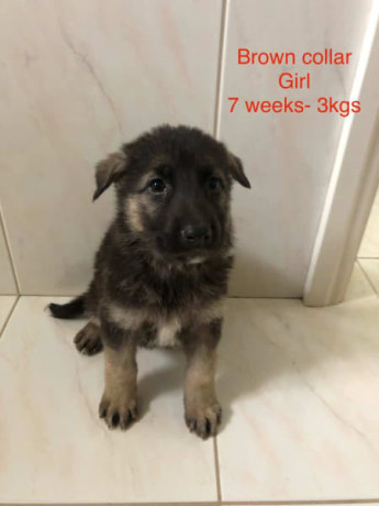 german-shepherd-puppies-8-12-weeks-old-big-1