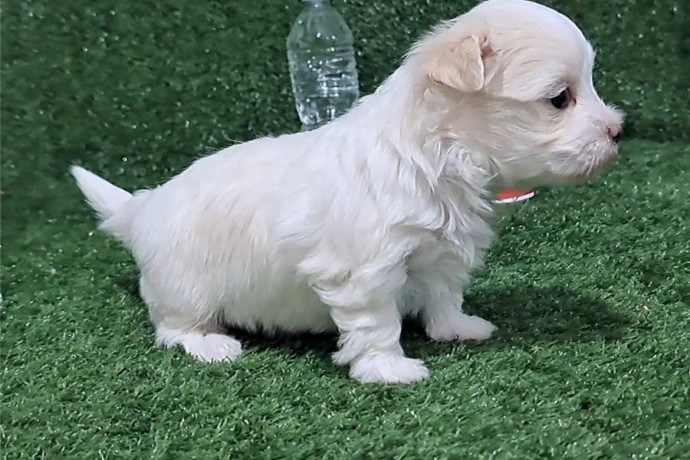 maltese-puppy-big-1
