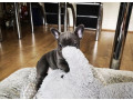 french-bulldog-puppies-available-small-5