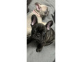 french-bulldog-puppies-available-small-0