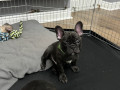 french-bulldog-puppies-available-small-1