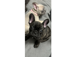 French Bulldog puppies available