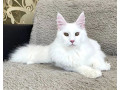 white-maine-coon-kitty-boy-6-months-old-marley-small-1