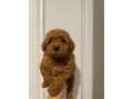 purebred-toy-poodle-puppy-1-boy-1-girl-left-small-2
