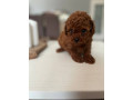 purebred-toy-poodle-puppy-1-boy-1-girl-left-small-1