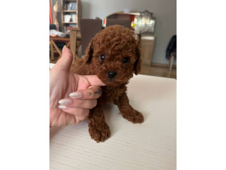 Purebred Toy Poodle puppy 1 Boy 1 Girl left