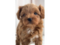 amazing-toys-poodle-you-need-to-have-as-companion-small-0