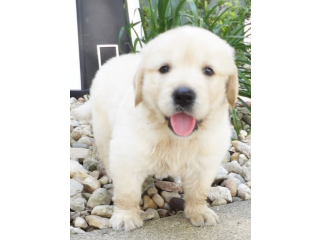 Outstanding Golden Retriever puppies available now
