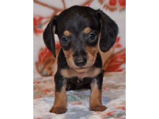 Dachshund puppies for new homes