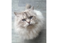 ragdoll-stud-small-2