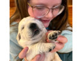 kc-golden-retriever-puppies-available-1-boy-1-girl-small-0