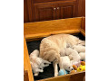 kc-golden-retriever-puppies-available-1-boy-1-girl-small-2